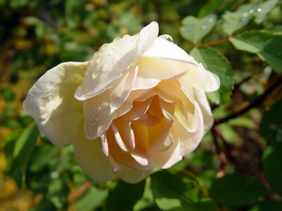 DSC04774