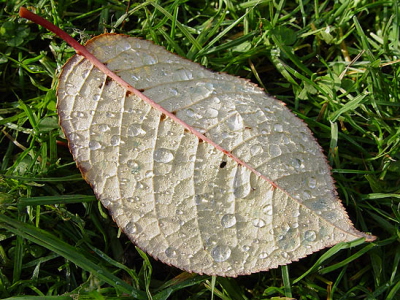 DSC04775